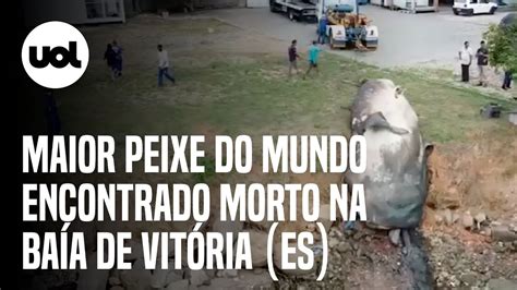 Novos V Deos Mostram Maior Peixe Do Mundo Que Foi Encontrado Morto Na