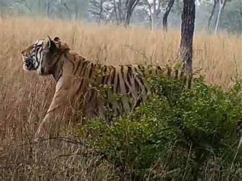 Attempt To Hunt Tiger In Ptr Ptr में बाघ के शिकार का प्रयास गले में फंसा मिला तार का फंदा