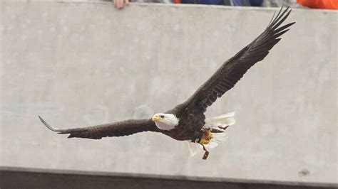 Auburn retires 20-year-old golden eagle mascot Nova