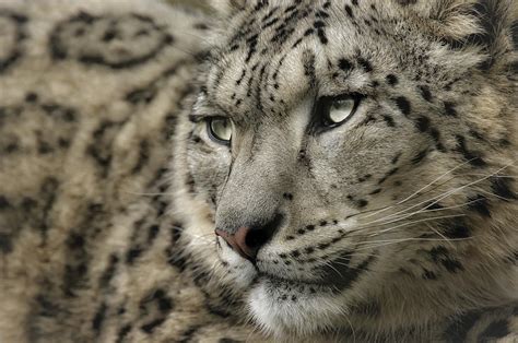 Eyes Of A Snow Leopard Photograph By Chris Boulton