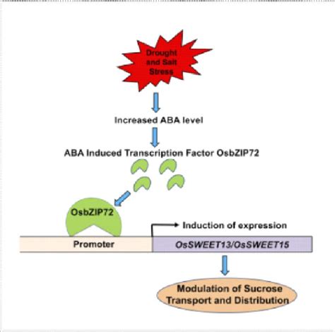 Under Stress Condition The Aba Mediated Induction Of Ossweet13 And Download Scientific Diagram