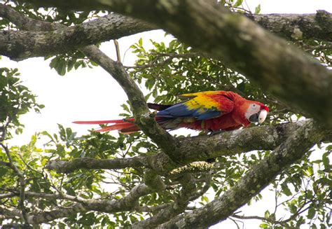 Liberan Sexto Grupo De Guacamayas Rojas En La Reserva De La Biósfera Los Tuxtlas Veracruz