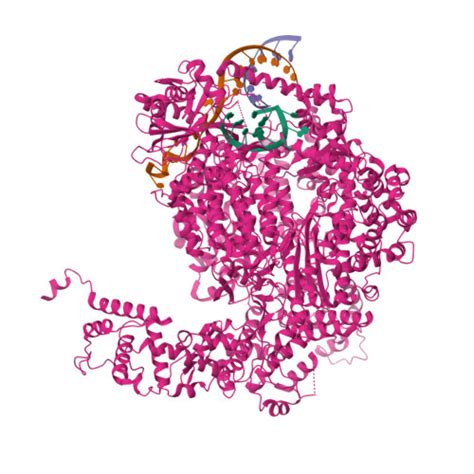 Rcsb Pdb 6z6b Structure Of Full Length La Crosse Virus L Protein