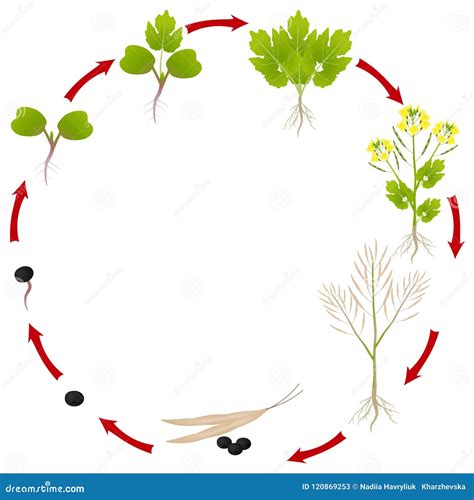 The Life Cycle of a Rapeseed Plant on a White Background. Stock Vector ...