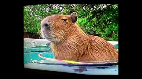 A Life Cycle Of A Capybara Youtube