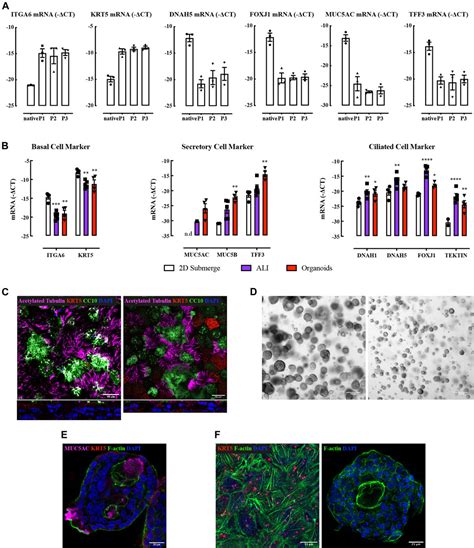 Frontiers Ace Expression In Organotypic Human Airway Epithelial