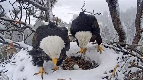 Bald eagles Jackie and Shadow watch over 2nd egg in Big Bear