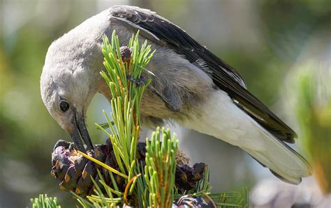 Clark’s Nutcracker – Northwest Wildlife Preservation Society