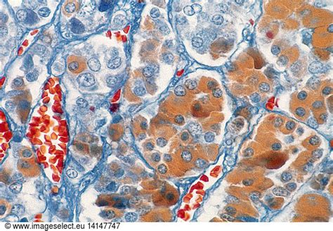 Cells Of Anterior Pituitary Lm Cells Of Anterior Pituitary Lmacidophil