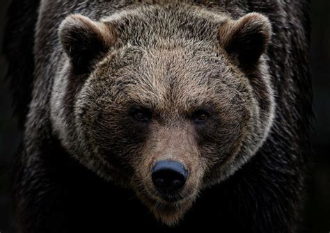 Silverback Gorilla Vs Grizzly Bear Animals Around The Globe