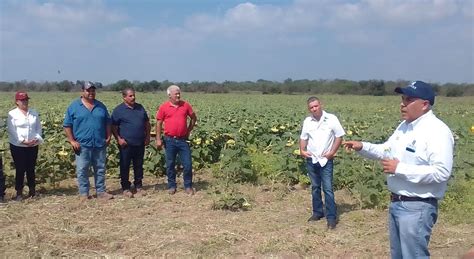 La Importancia De Conocer Las Malezas CIMMYT IDP