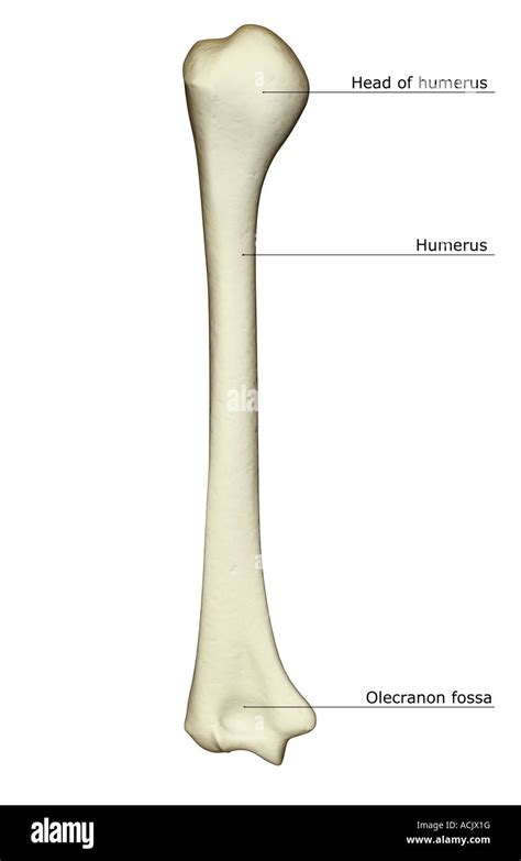 Olecranon Fossa Anatomy