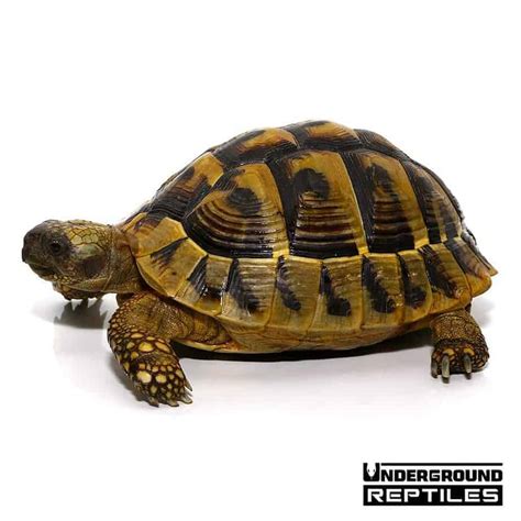 Hermann's Tortoise For Sale - Underground Reptiles