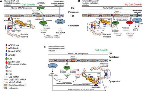 Frontiers Membrane Stress Caused By Unprocessed Outer Membrane