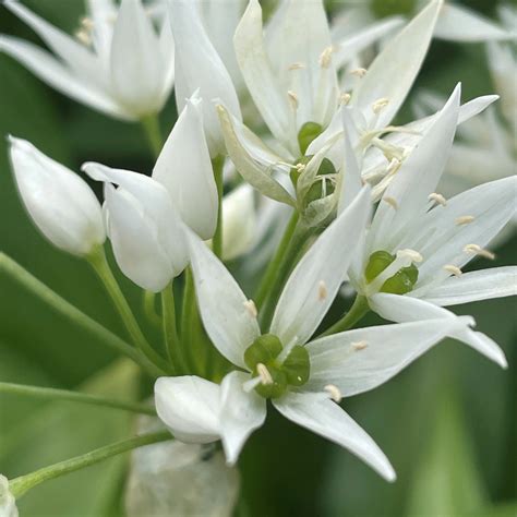 Wild Garlic Bulbs Turf Online