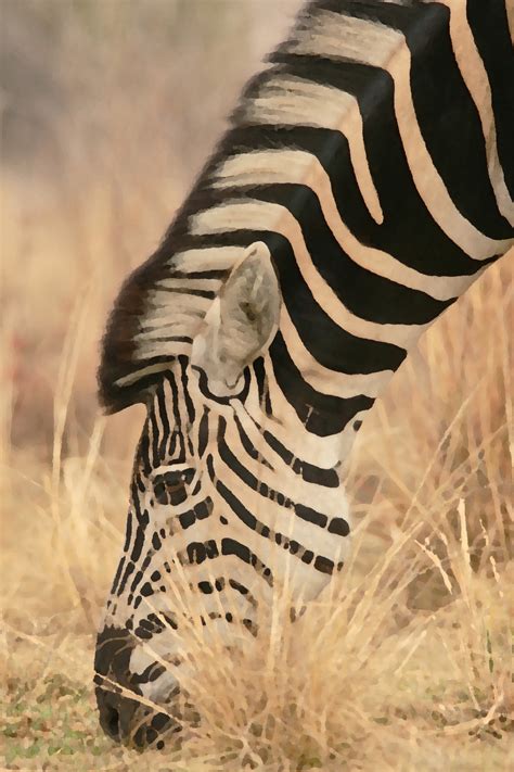 Profile Of Zebra Grazing Free Stock Photo Public Domain Pictures