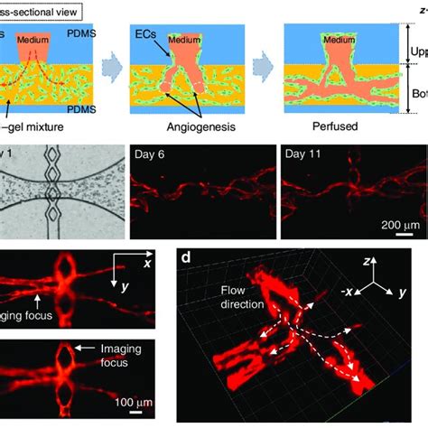 Kda Fitc Dextran Perfusion Demonstrated The Tight Interconnections