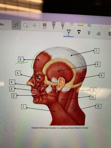 Muscles Of The Head Flashcards Quizlet