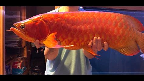 Top 7 Super Red Arowana Grand Champion 2021 Arowana Asian Cup Grands