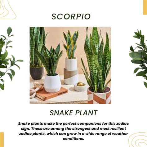 The Perfect Houseplant For Your Zodiac Sign Social Diary Magazine