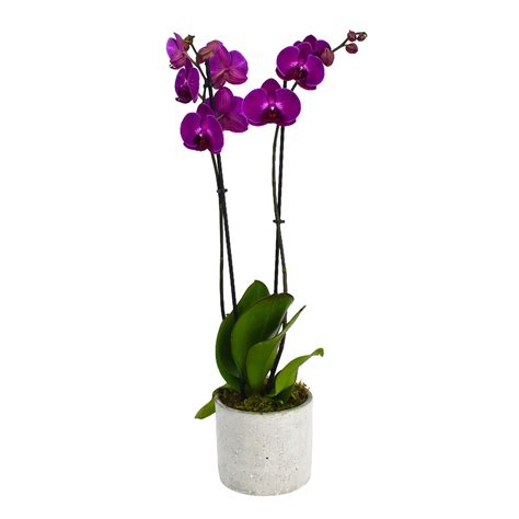 Hot Pink Orchids – Flowers & Plants Co