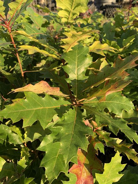 Shumard Oak Chestnut Hill Nursery