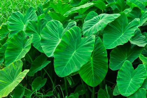 Elephant Ear Plant Care Guide The Contented Plant