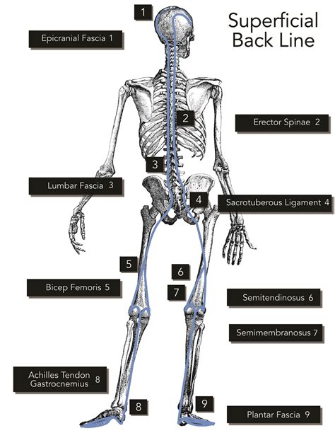 Un Complicating The Complicated Part 2 Fascial Lines — Data Driven