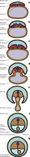 Transverse Sections Showing Schema For Development Of Mesodermal Germ