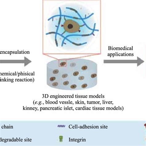 Schematic Representation Of In Situ Hydrogel Formation Via Various