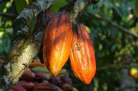 Cacao Origine D Finition Usages Bienfaits Chocolat Valrhona