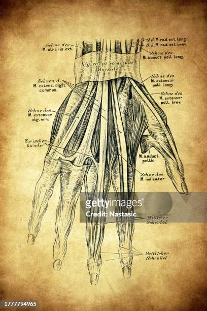 122 Extensor Tendon Stock Photos, High-Res Pictures, and Images - Getty ...