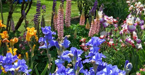 read    article iris    plant  iris garden