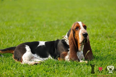 Basset Hound Información Sobre La Raza De Perros Basset Hound