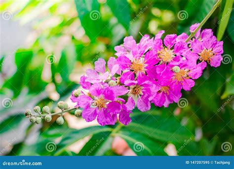 Inthanin La Flor De La Reina Rbol Grande Con Las Flores P Rpuras