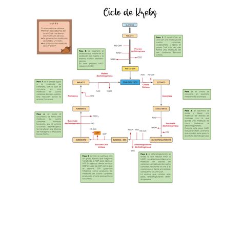 Mapa Del Ciclo De Krebs Hot Sex Picture