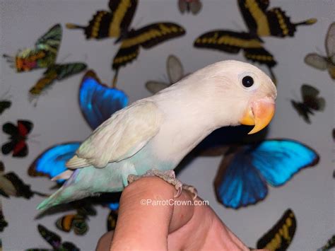 White Pastel Fischer Lovebird for sale - ParrotCrown.com