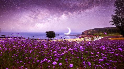 Purple Field Of Flowers Wallpapers - Wallpaper Cave