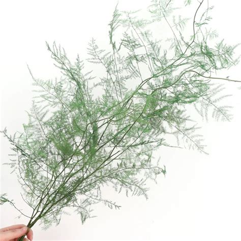 5 Branches Preserved Asparagus Fern Immortal Flower Bouquet Diy Flower