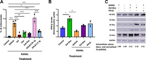 Frontiers IFN β mediates the anti osteoclastic effect of