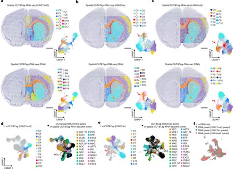 Spatial Epigenometranscriptome Co Profiling Of Mammalian Tissues