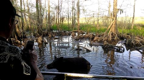 Honey Island Swamp Tour Youtube