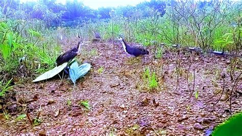 Mikat Ruak Ruak Sehabis Hujan Deras Di Pingir Waduk Kebun Wawit Youtube