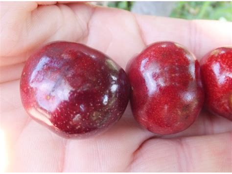 Купить саженцы черешни Василиса - Макси Сад