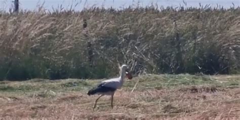 Une cigogne en danger à cause d une canette de Coca le coup de gueule