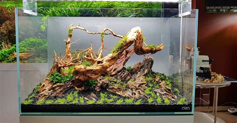 10 Ide Aquascape Sederhana Yang Cocok Untuk Pemula