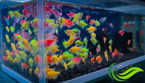 Glofish Ikan Hias Cantik Yang Menyala Dalam Kegelapan Media