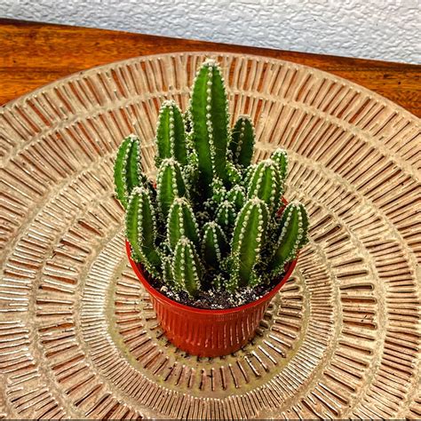 Fairy Castle Cactus Fairytale Castle Live Houseplant Etsy