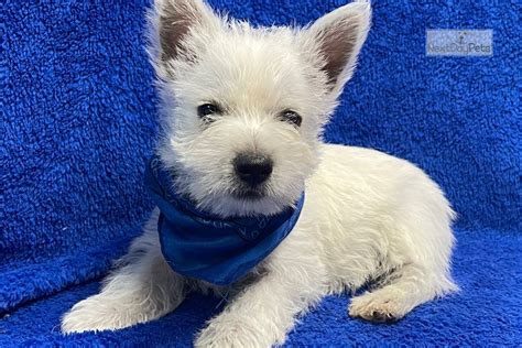 Winnie West Highland White Terrier Westie Puppy For Sale Near