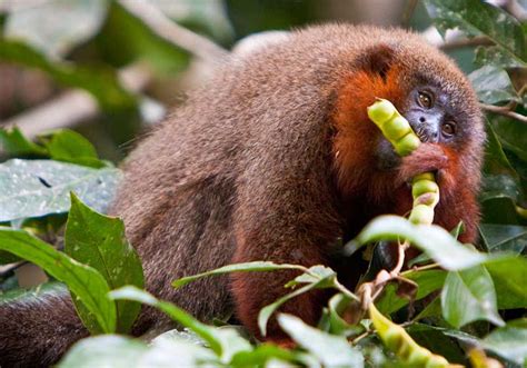 Breathtaking Peruvian Wildlife - Easygoing Peru